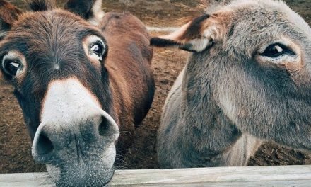 Susan Stewart’s “DONKEY DEVOS” Offers Inspiring Lessons From One of God’s Misunderstood Creatures