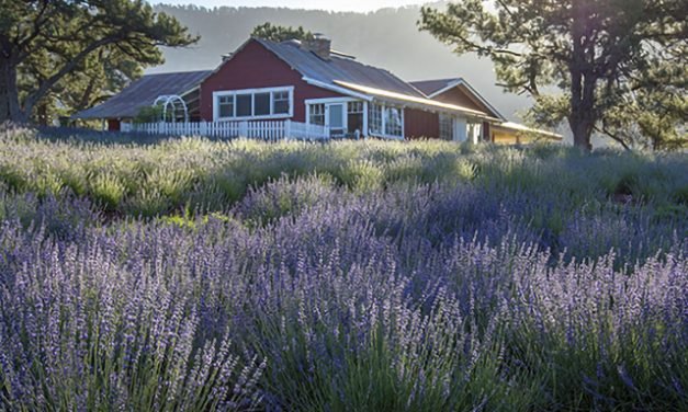 Historical Fiction Novelist Unveils Poignant World War 2 Romance Novella, “Love at the Lavender Farm”