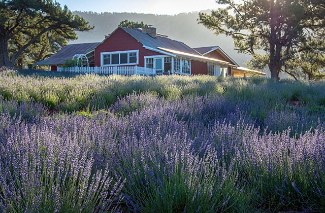 Historical Fiction Novelist Unveils Poignant World War 2 Romance Novella, “Love at the Lavender Farm”