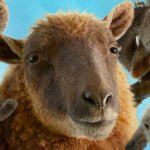 Watch the Featurette for Amazon MGM Studios’ “THE SHEEP DETECTIVES”
